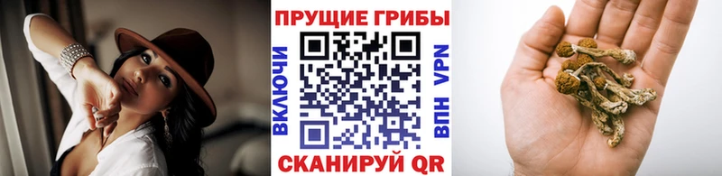 Псилоцибиновые грибы MAGIC MUSHROOMS  купить наркотики сайты  Назрань 